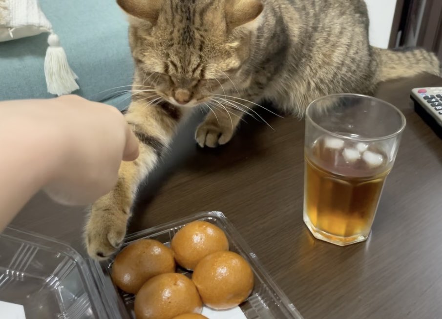 MiniraDiary's tweet photo. 目を細めたら相手からも見えてないと思って悪さしにくる子猫シリーズ https://t.co/ygD1SQ704i