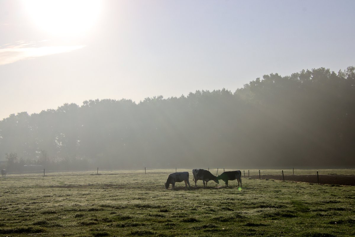 luclambert11's tweet photo. vrtweer Luc Lambert 9u36 Meulebeke zon  wind WNW 21° https://t.co/znCubYTt7V