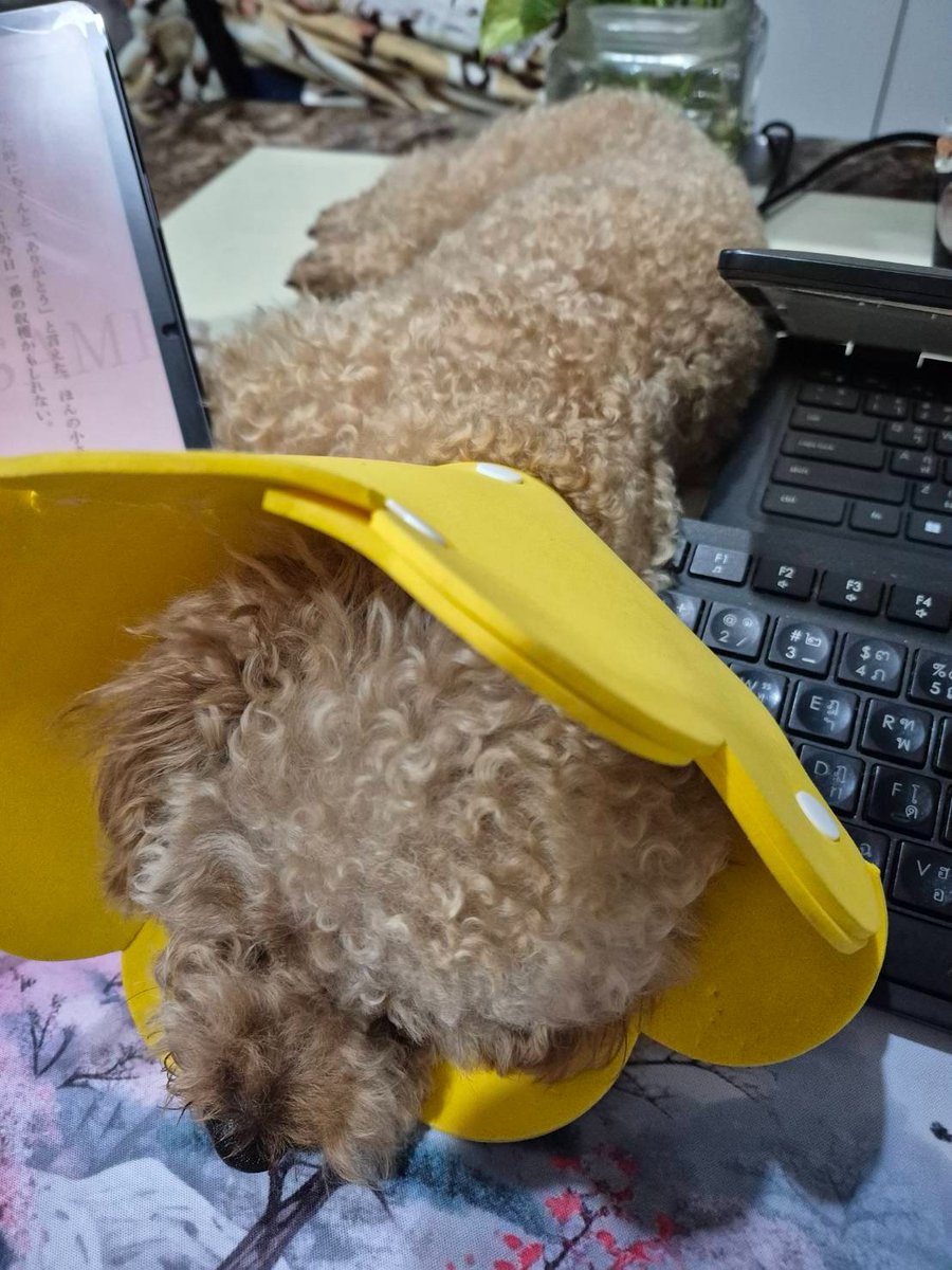 ParnTranslation's tweet photo. โต๊ะตั้งกว้างนะ แต่ต้องเลือกนอนตำแหน่งที่เกะกะมืออิแม่มากที่สุด พอเราเขยิบคีย์บอร์ดหนี ยอมนั่งพิมพ์เฉียงๆ  นางก็ซุกตามมาทับต่ออีกกกกก แล้วก็ตัดรำคาญคือนอนทับมือกันไปเลย จะได้ไม่หนี คือคิดว่าแม่ไปแย่งที่หนุนหนูเหรอรู้กกกกกกกกกกกก 🥹🥹🥹 https://t.co/Aa6GPkXDwz