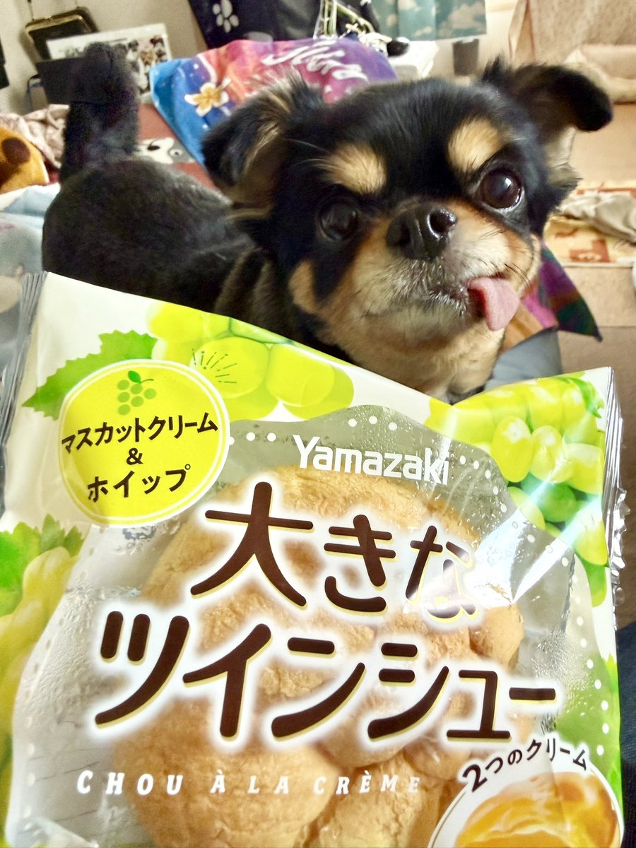 meigyoku's tweet photo. 一週間に一度のお楽しみは続いてるのです😋
新しいの見つけると買いたくなるよね🟢

#誾千代 
#垂れ耳チワワ 
#ヤマザキ https://t.co/Yfbribztzx