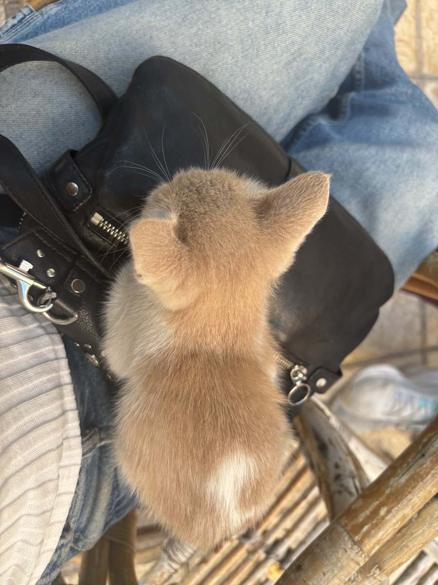 m_ash02's tweet photo. Fell in love with a little AUC kitten (it was very difficult getting back up) https://t.co/XNjcLMrxYa
