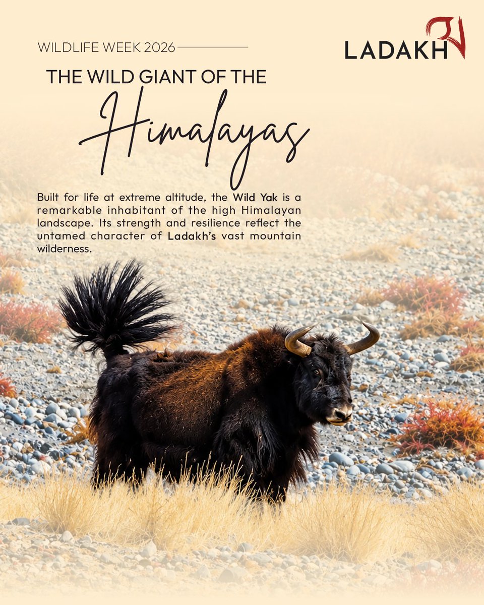 utladakhtourism's tweet photo. Today on World Wildlife Week, we celebrate the Wild Yak -  a powerful symbol of resilience in the high-altitude wilderness of Ladakh.

Adapted to rugged terrain and harsh mountain conditions, these magnificent animals are part of the extraordinary wildlife that makes the high Himalayas their home.

As we explore Ladakh’s wild landscapes, let’s remember to keep our distance, respect wildlife habitats and allow these magnificent creatures to roam undisturbed.

Pic Credit: Niaz Khan 

@lg_ladakh @ashishkundra 

#WorldWildlifeWeek2026 #WildYak #LadakhWildlife #LadakhTourism #WildlifeInLadakh