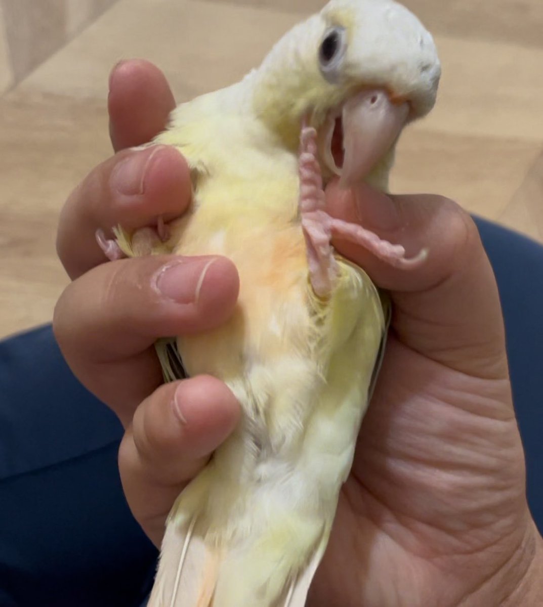 toriko_0824's tweet photo. この後
めいいっぱいスーハーしました https://t.co/SLBmYXTdwy