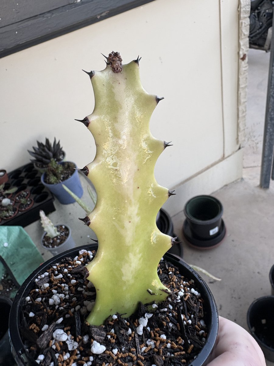softbambiie's tweet photo. My desert rose seeds and 2 new variagated cacti! One has pink in it I’m dead 😍 https://t.co/cbe3c5z13t