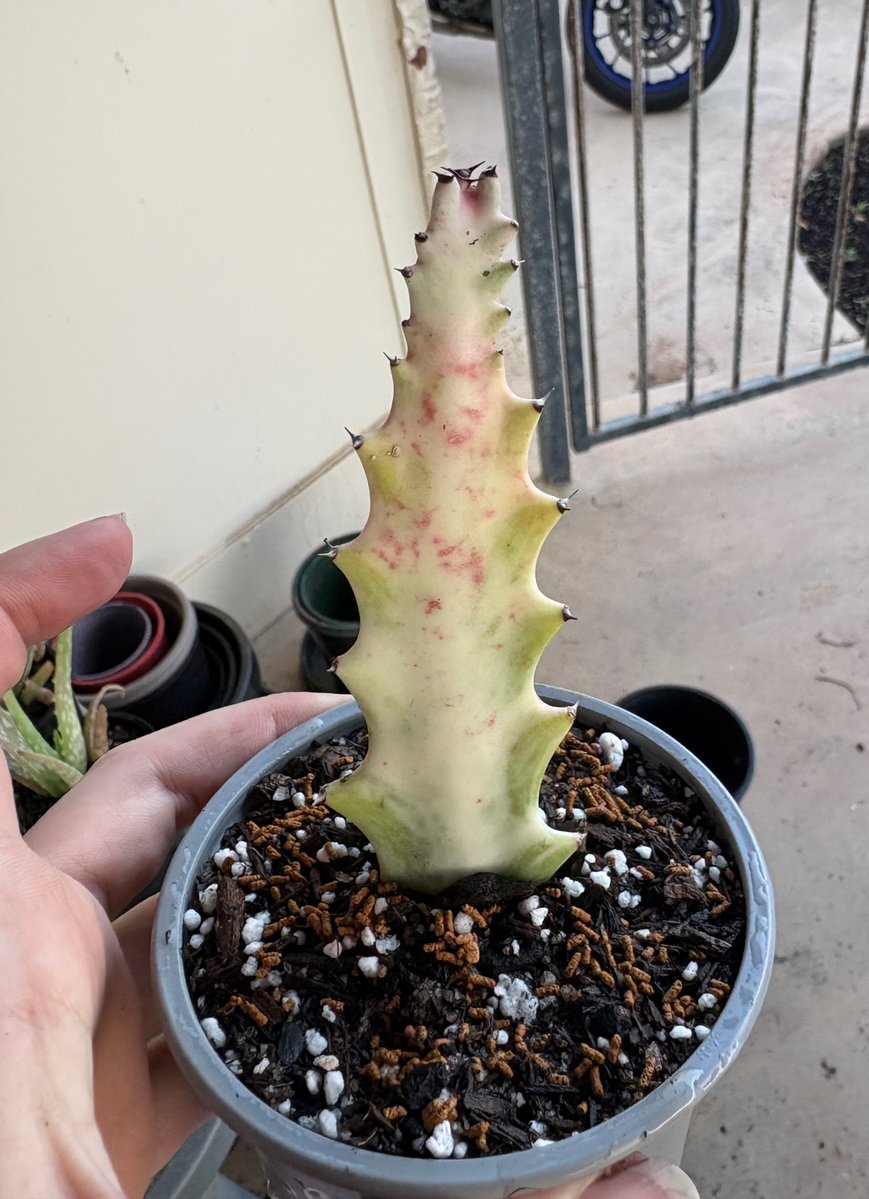 softbambiie's tweet photo. My desert rose seeds and 2 new variagated cacti! One has pink in it I’m dead 😍 https://t.co/cbe3c5z13t