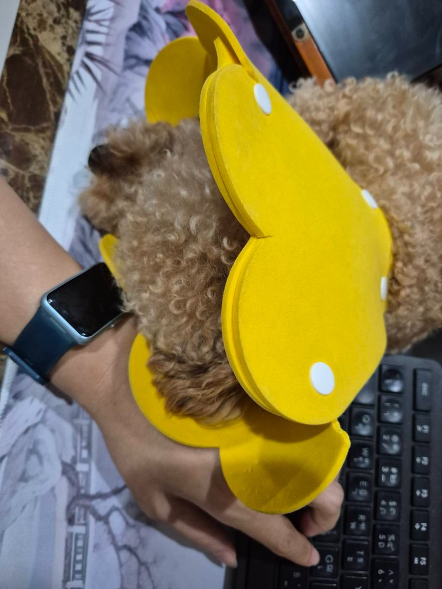 ParnTranslation's tweet photo. โต๊ะตั้งกว้างนะ แต่ต้องเลือกนอนตำแหน่งที่เกะกะมืออิแม่มากที่สุด พอเราเขยิบคีย์บอร์ดหนี ยอมนั่งพิมพ์เฉียงๆ  นางก็ซุกตามมาทับต่ออีกกกกก แล้วก็ตัดรำคาญคือนอนทับมือกันไปเลย จะได้ไม่หนี คือคิดว่าแม่ไปแย่งที่หนุนหนูเหรอรู้กกกกกกกกกกกก 🥹🥹🥹 https://t.co/Aa6GPkXDwz