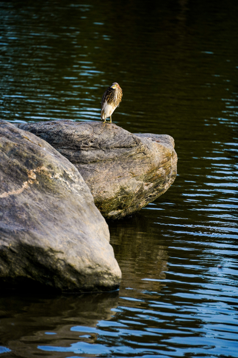 fzlion7's tweet photo. Gazing at the shallow river by the felt quilt, a crested myna stands still, as soft sunlight wraps the quiet lakeside. https://t.co/AtxWxwN0mh