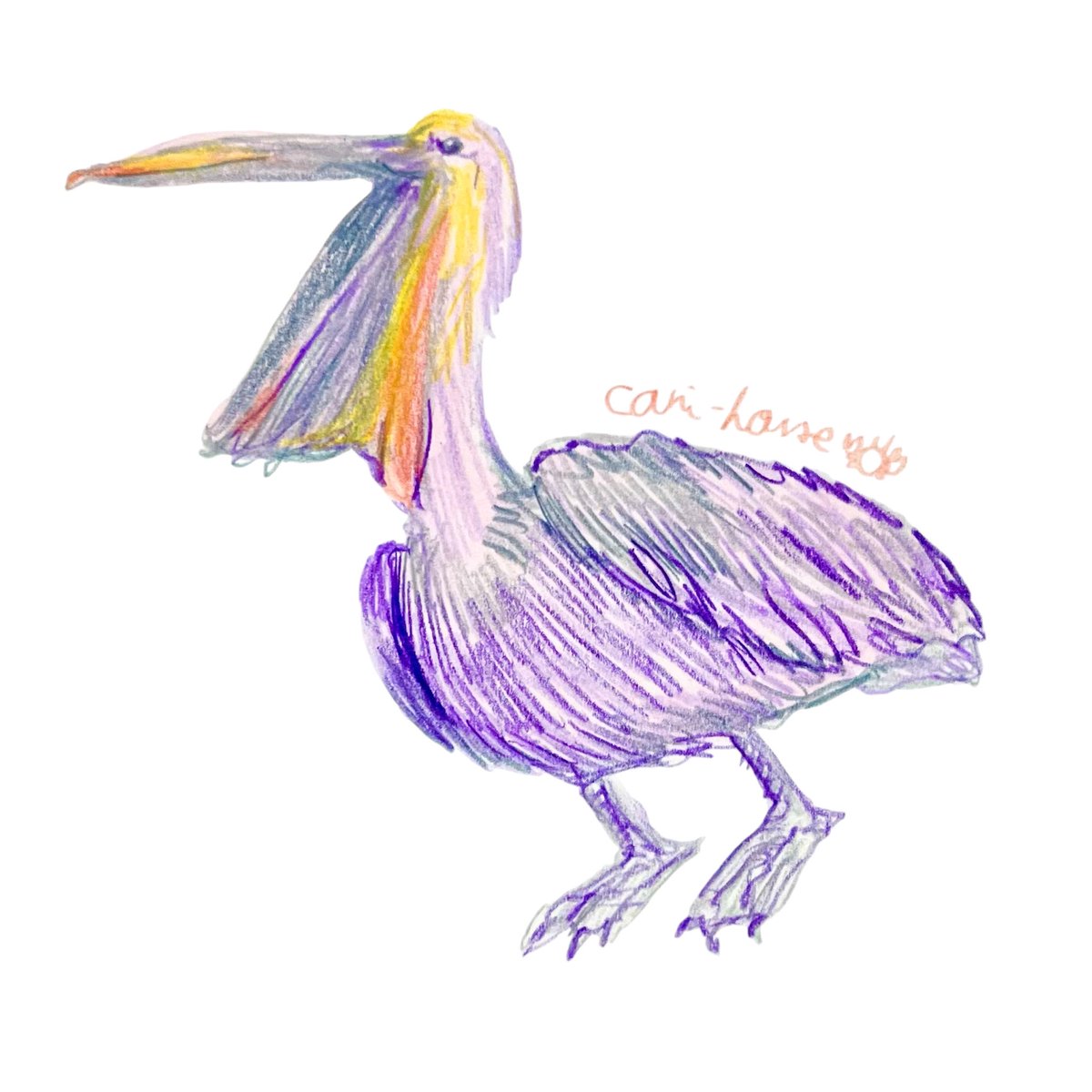 cani_house's tweet photo. #ダイビングハンター

#スケッチ　#イラスト　#アナログイラスト　#illustration  #art  #色鉛筆　#毎日投稿　#カッショクペリカン　#海鳥　#ペリカン最小サイズ　#Pelecanusoccidentalis https://t.co/7jJeUzTkix