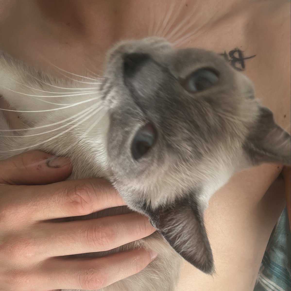 TsuShom's tweet photo. Эта красавица растет с каждым днем. https://t.co/wNM3b4unfO