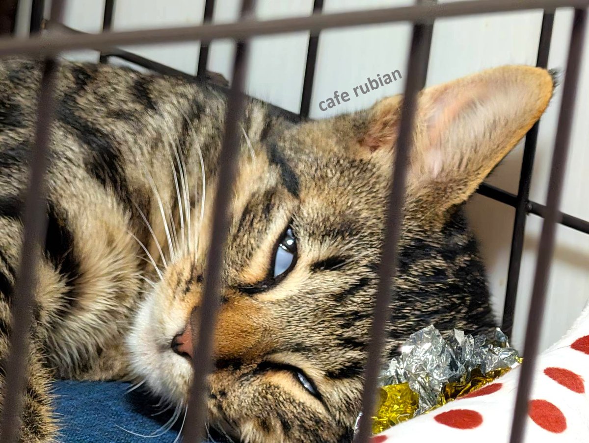 cafe_rubian's tweet photo. 白目

#保護猫 #子猫 #キジトラ #猫 #猫のいる暮らし #猫のいる生活 #預かりボランティア #猫好きさんと繋がりたい #Cat #catlife https://t.co/iYNDAA6VvO