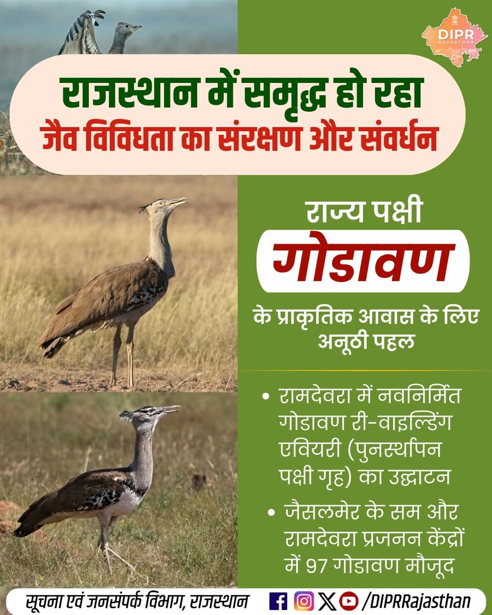 DIPRRajasthan's tweet photo. राजस्थान में हो रहा समृद्ध जैव विविधता का संरक्षण और संवर्धन..

राज्य पक्षी गोडावण के प्राकृतिक आवास के संरक्षण से लेकर पौधारोपण और रामसर वेटलैंड सिटी तक, प्रदेश बढ़ रहा है हरित एवं जैव विविधता संरक्षण की दिशा में.... 

राजस्थान की हर नई पहल, हर नवाचार और हर जनकल्याणकारी योजनाओं की जानकारी के लिए फॉलो करें
@DIPRRajasthan 

@BhajanlalBjp 
@KumariDiya 
@DrPremBairwa 
@RajCMO 
@RajGovOfficial 

#Godawan #GodawanConservation #WildlifeProtection #Biodiversity #BiodiversityConservation #WildlifeConservation #RajasthanNews #RajasthanGovernment #DIPRRajasthan #आपणो_अग्रणी_राजस्थान