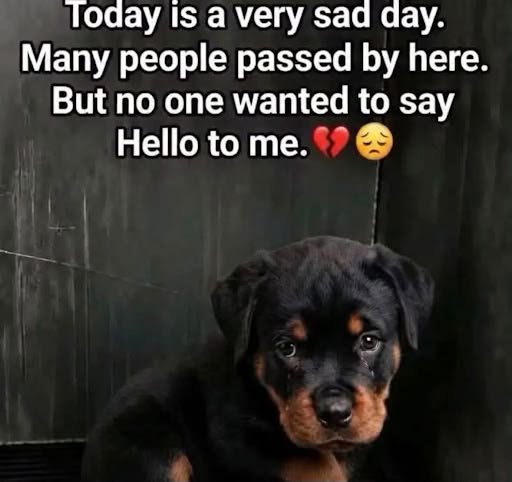 Paws_OfHope's tweet photo. https://t.co/QTw3l8iO7S