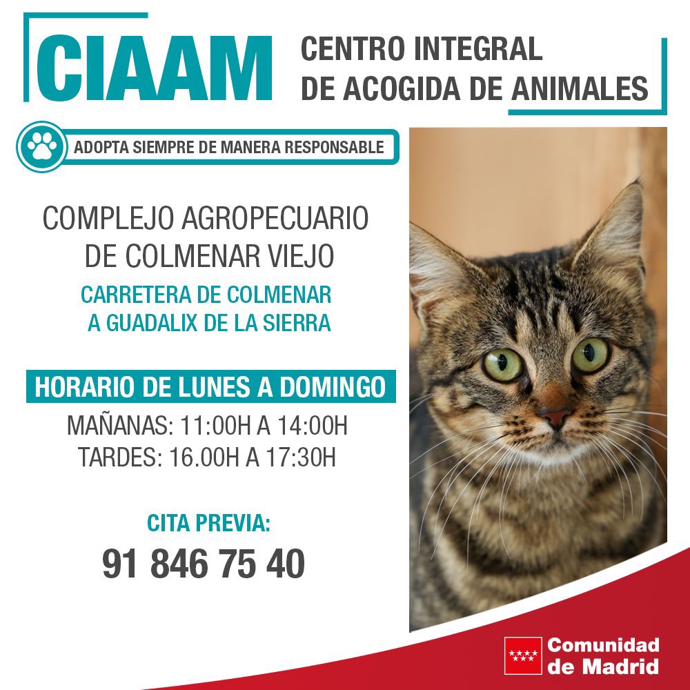 AdoptaCMadrid's tweet photo. 🐶🐱 Hoy celebramos el #DíaMundialDeLosAnimales.

💖 Más de 100 perros y 60 gatos esperan en nuestro centro de #ColmenarViejo encontrar un hogar. 

😊 Si estás interesado en adoptar, puedes hacerlo a través del Centro Integral de Acogida de Animales.

📲 https://t.co/BufIeOxJTU https://t.co/nPxA0ElWI7