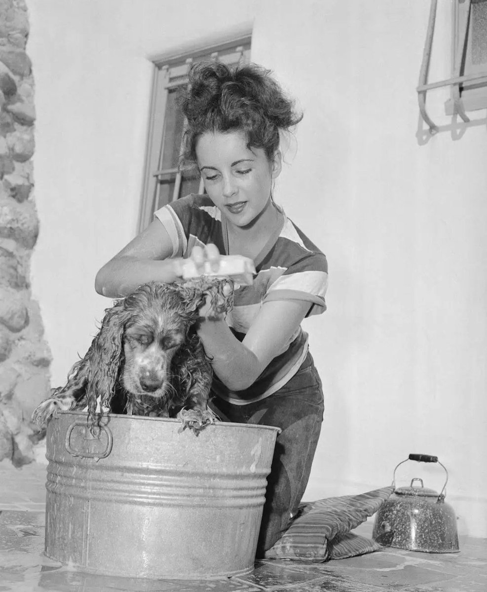 Lompac2026's tweet photo. Elizabeth Taylor is seen here at home giving her pet Cocker Spaniel named Amy, a bath (1949)

#ElizabethTaylor #BathTime #CockerSpaniel #Pet #Hollywood #ClassicStars #OldHollywood https://t.co/DNyieDNDRQ