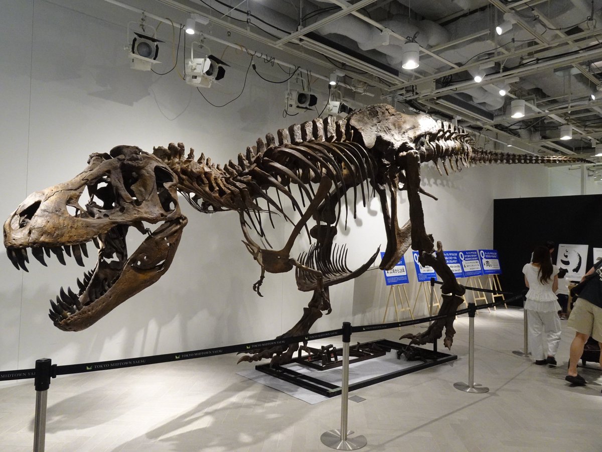 Hiro_DinoPaleo's tweet photo. #ティラノサウルスの日 

成体のティラノサウルス・レックス 
"スタン (標本番号: BHI 3033 → NHMAD 2020.00001)" 
全身骨格キャスト

YAESU KIDS EXPO 2026 ダイナソーラボで撮影 https://t.co/lkvCpISU45