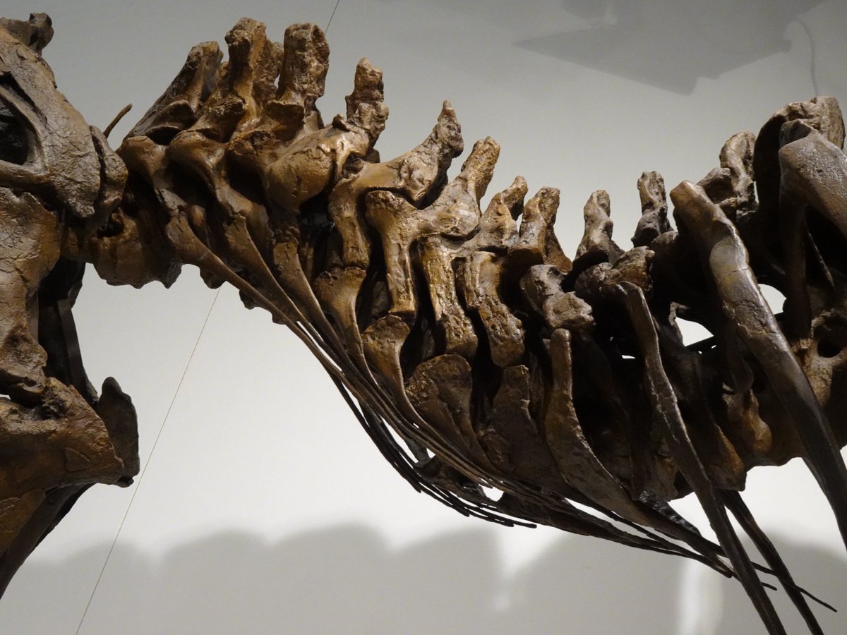 Hiro_DinoPaleo's tweet photo. #ティラノサウルスの日 

成体のティラノサウルス・レックス 
"スタン (標本番号: BHI 3033 → NHMAD 2020.00001)" 
全身骨格キャスト

YAESU KIDS EXPO 2026 ダイナソーラボで撮影 https://t.co/lkvCpISU45
