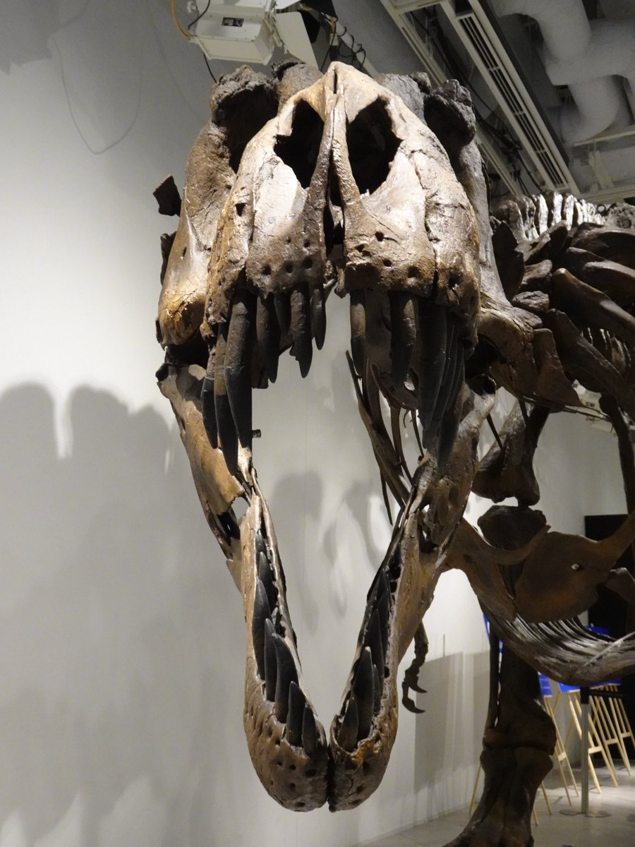 Hiro_DinoPaleo's tweet photo. #ティラノサウルスの日 

成体のティラノサウルス・レックス 
"スタン (標本番号: BHI 3033 → NHMAD 2020.00001)" 
全身骨格キャスト

YAESU KIDS EXPO 2026 ダイナソーラボで撮影 https://t.co/lkvCpISU45