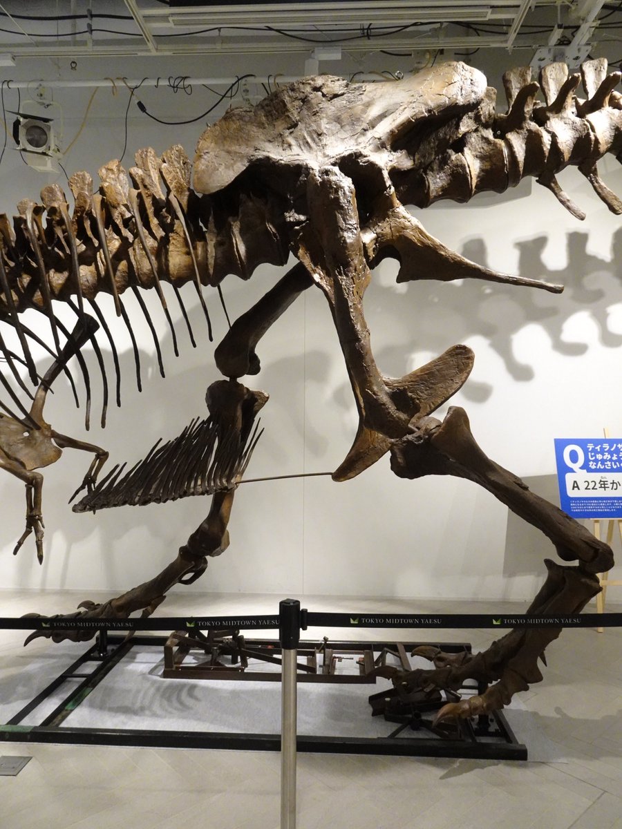 Hiro_DinoPaleo's tweet photo. #ティラノサウルスの日 

成体のティラノサウルス・レックス 
"スタン (標本番号: BHI 3033 → NHMAD 2020.00001)" 
全身骨格キャスト

YAESU KIDS EXPO 2026 ダイナソーラボで撮影 https://t.co/lkvCpISU45