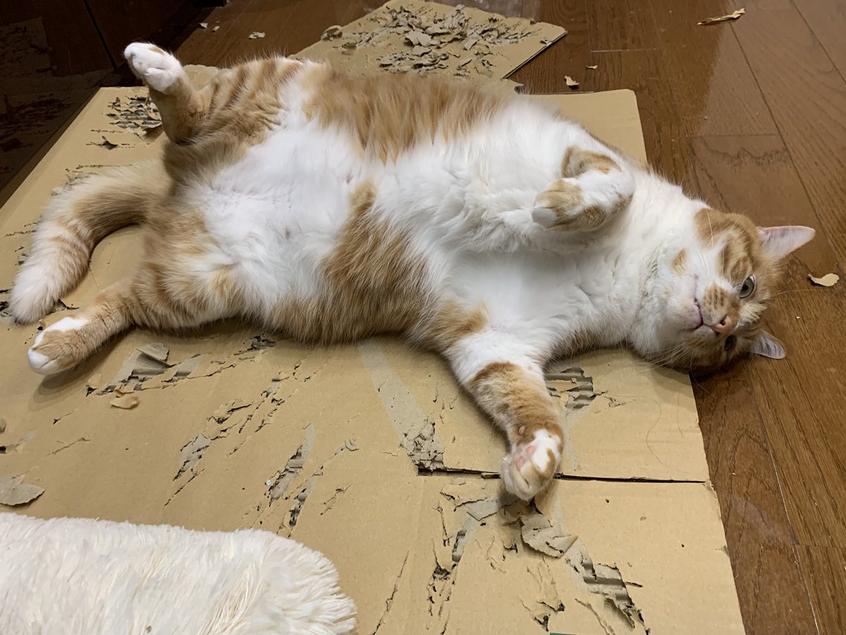 skanayaneko's tweet photo. 猫が寝転ぶ🤗 https://t.co/ypTQePADq9