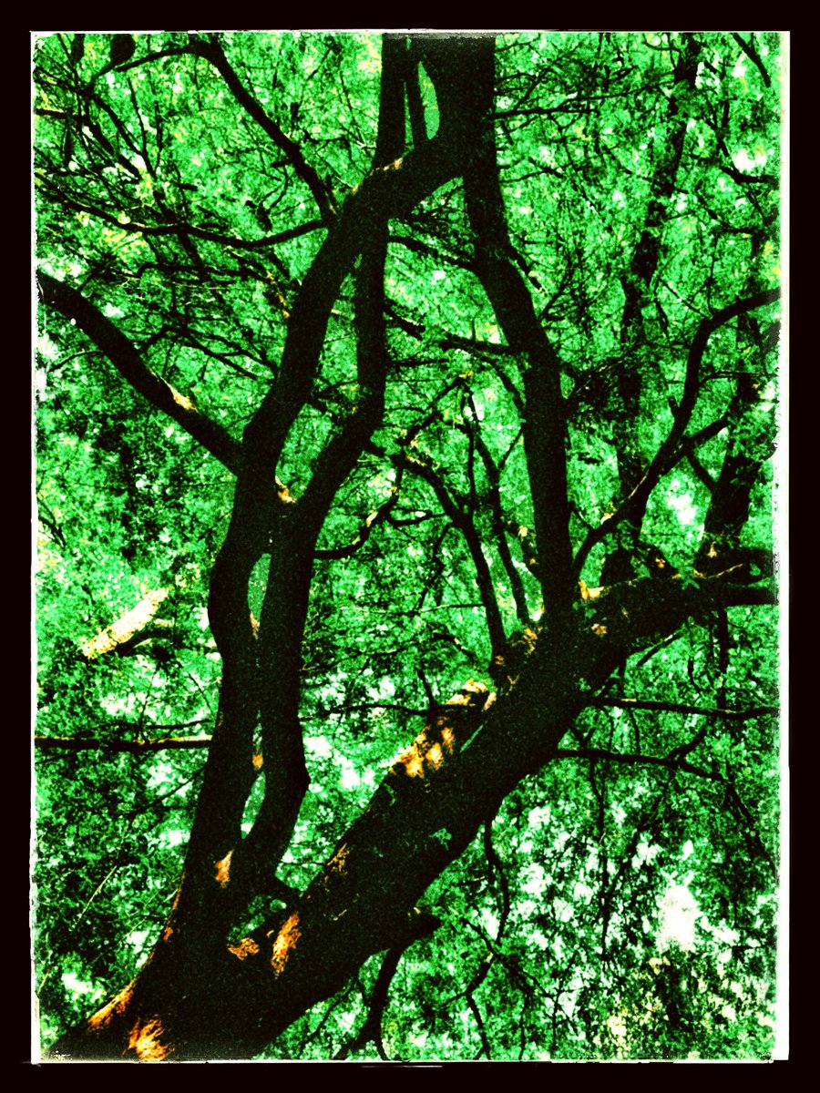 arpitabasu19's tweet photo. We carry our ancestor’s DNA memories within us, their fears, victories, dreams, losses, love and other imprints. Who we are now have been shaped over centuries, the least we can do is add our humble imprints to what is already part of us and then be the speck we came here to be. https://t.co/KZVjs60kXS