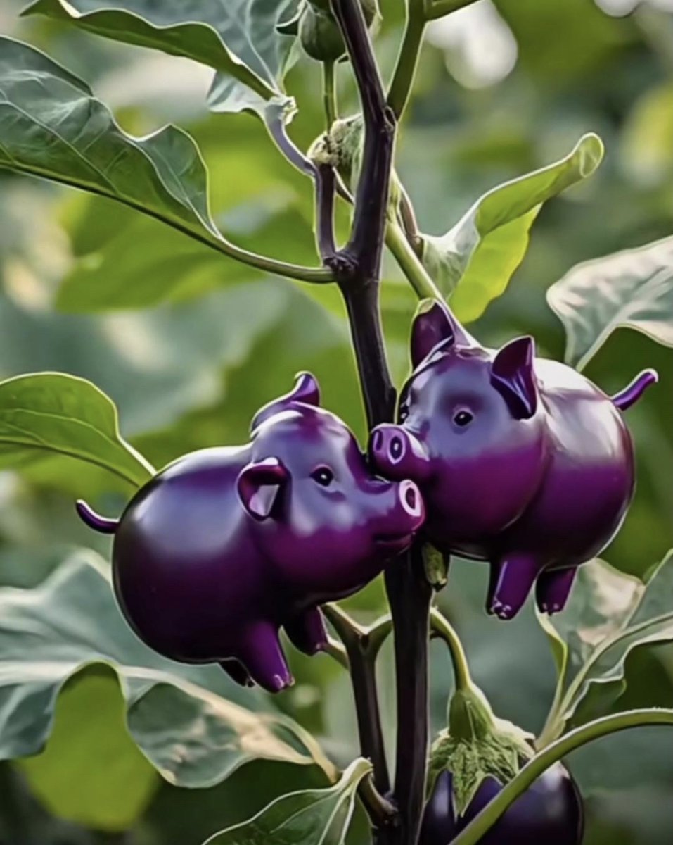 hokyu59's tweet photo. I met Qie Hanzhi Deng at the local veg market today, and his passion for eggplants is next level! https://t.co/XVKAtEL8Gd