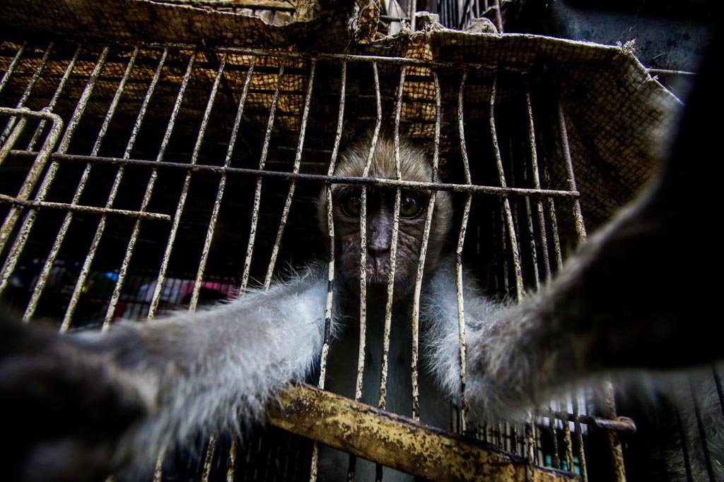 MongabayID's tweet photo. Catatan rapor merah kembali disematkan bagi upaya perlindungan dan kesejahteraan satwa di Tanah Air, di mana Indonesia masih menempati Kategori E dalam Animal Protection Index (API) yang disusun oleh World Animal Protection. https://t.co/7pp1hH08zb
