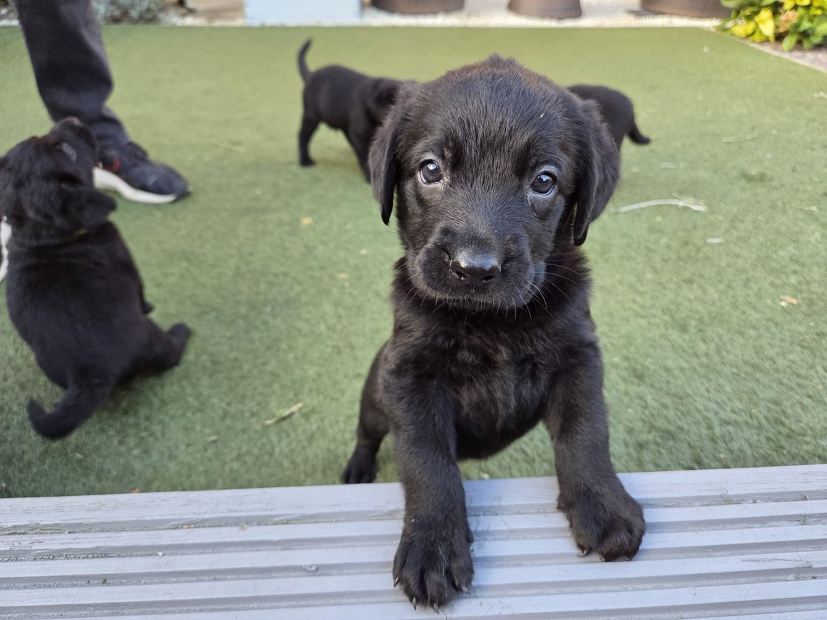 DT_WestCalder's tweet photo. Meet the Pastry Pups!🥐

Our sweet Labrador litter are looking for their forever homes. These guys are 6 weeks old and are looking to meet their forever families next weekend so they are ready to go home at 8 weeks!🍰

Their families will need to be available this Saturday October 10th and next Sunday October 18th for meeting and adoption 🏡

Do you think you could be the pawfect home for one of our Pastry pups? Find out more here 👉 https://t.co/emWdojCRwr

@DogsTrust
#ADogIsForLife
#AdoptDontShop