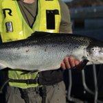 Photo by WesterRossFisheries (@WesterRossSalmo)