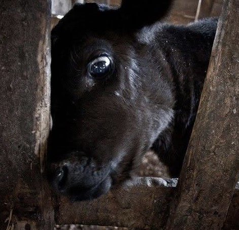 Son_of_Space's tweet photo. The reason you feel no significant connection to us fellow animals or the suffering we endure isn’t due to any cognitive or emotional deficit in us but due to learned dissociative behaviour. You’ve been taught to close the door to any such possibility. 

We are @PoliAnimalClass https://t.co/mV4cvG6nfe