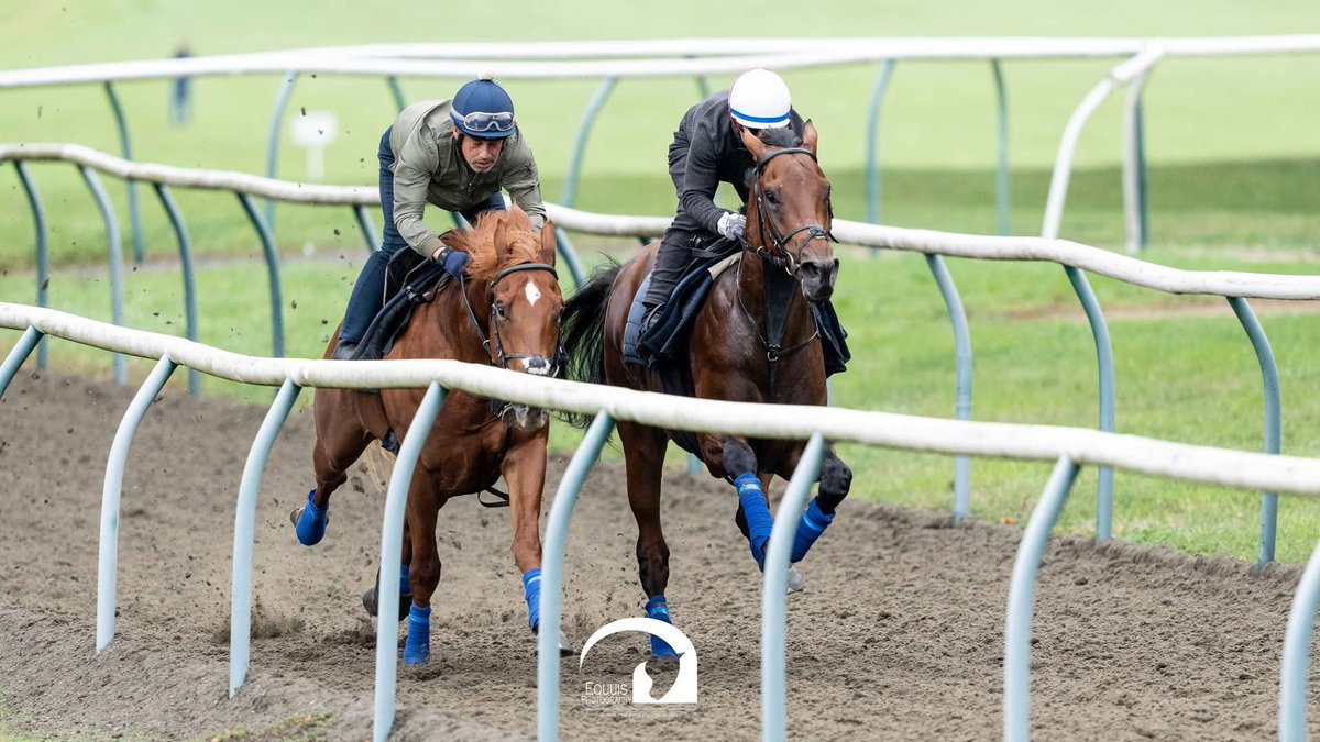 FrankelWatch13's tweet photo. How fitting for Arc day 🏆 

The 2 year-old son of dual ARC winner ENABLE worked yesterday morning.

He is called ENTRUST. 
By Dubawi out of Enable 

He is the bay colt on the right. 
Photo taken/courtesy of Jason Bax. https://t.co/xCNuUuHCKv