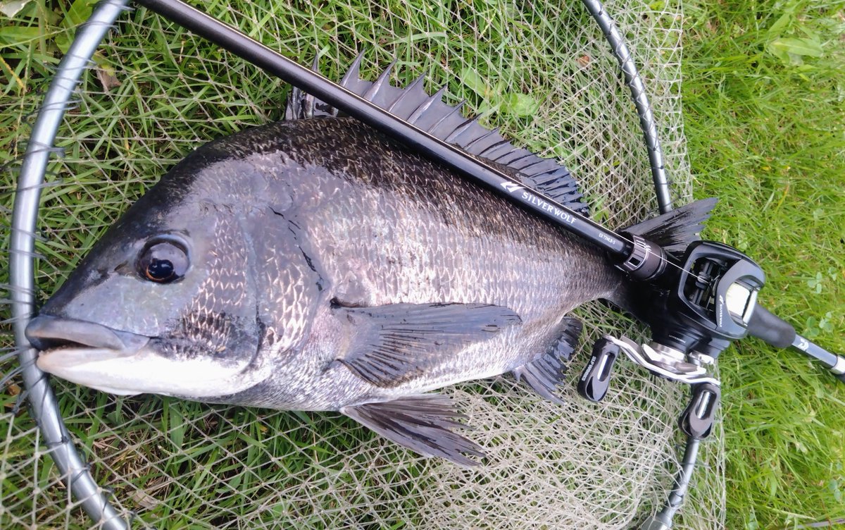 pecheursan's tweet photo. 隅田川をランガンチニング🎣
先週に続き、
なかなか渋い中、
やっと出会えた黒鯛���ん🥹
そして、久しぶりにクロに出会えたな😊 https://t.co/t1BSLUGbgv
