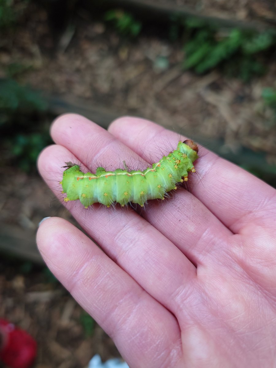 edda_0131's tweet photo. 階段のど真ん中にオオミズアオの幼虫がいたので道の脇の枝に退いてもらいました。ちゃんと成虫におなり https://t.co/lbJcfKaaRI