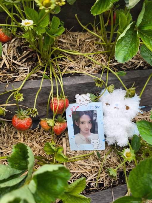 A polaroid-style photo of a young woman placed among strawberry plants and hay, accompanied by a white fluffy plush toy in a garden setting.