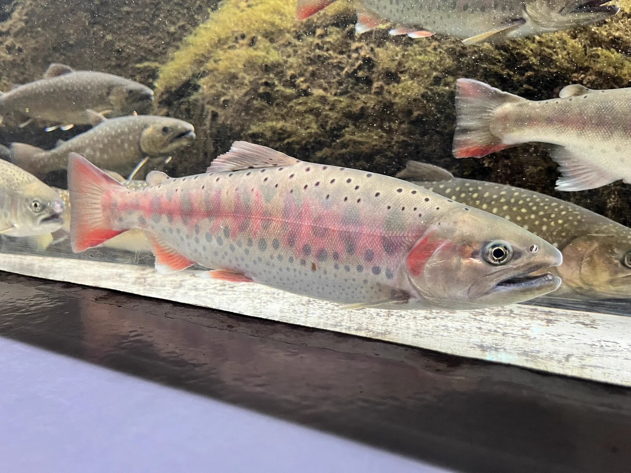 お魚ハンターはる on X: 