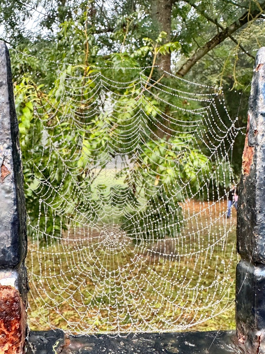MyMarlowUK's tweet photo. Good morning 😊 One of those lovely foggy mornings where countless spider webs are on display on fences and railings 😍 https://t.co/a3THqdqgnL
