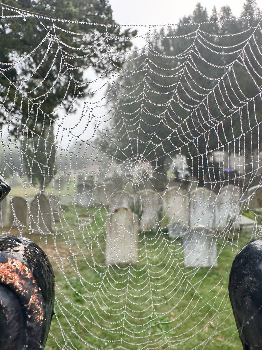 MyMarlowUK's tweet photo. Good morning 😊 One of those lovely foggy mornings where countless spider webs are on display on fences and railings 😍 https://t.co/a3THqdqgnL
