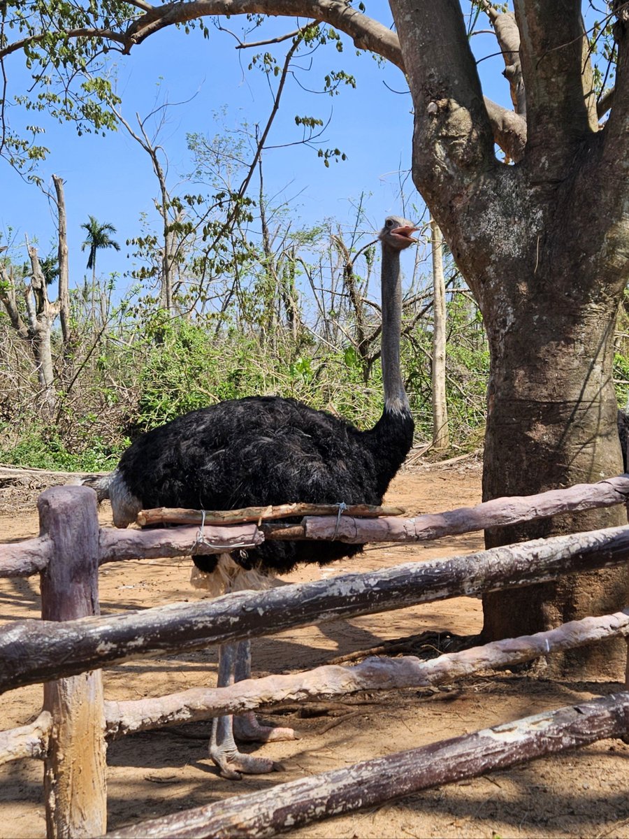 HarniNeti's tweet photo. I watched an ostrich tear up a pile of neat stones by the road, leaving a messy trail on the ground. https://t.co/XuB5oZr1wR