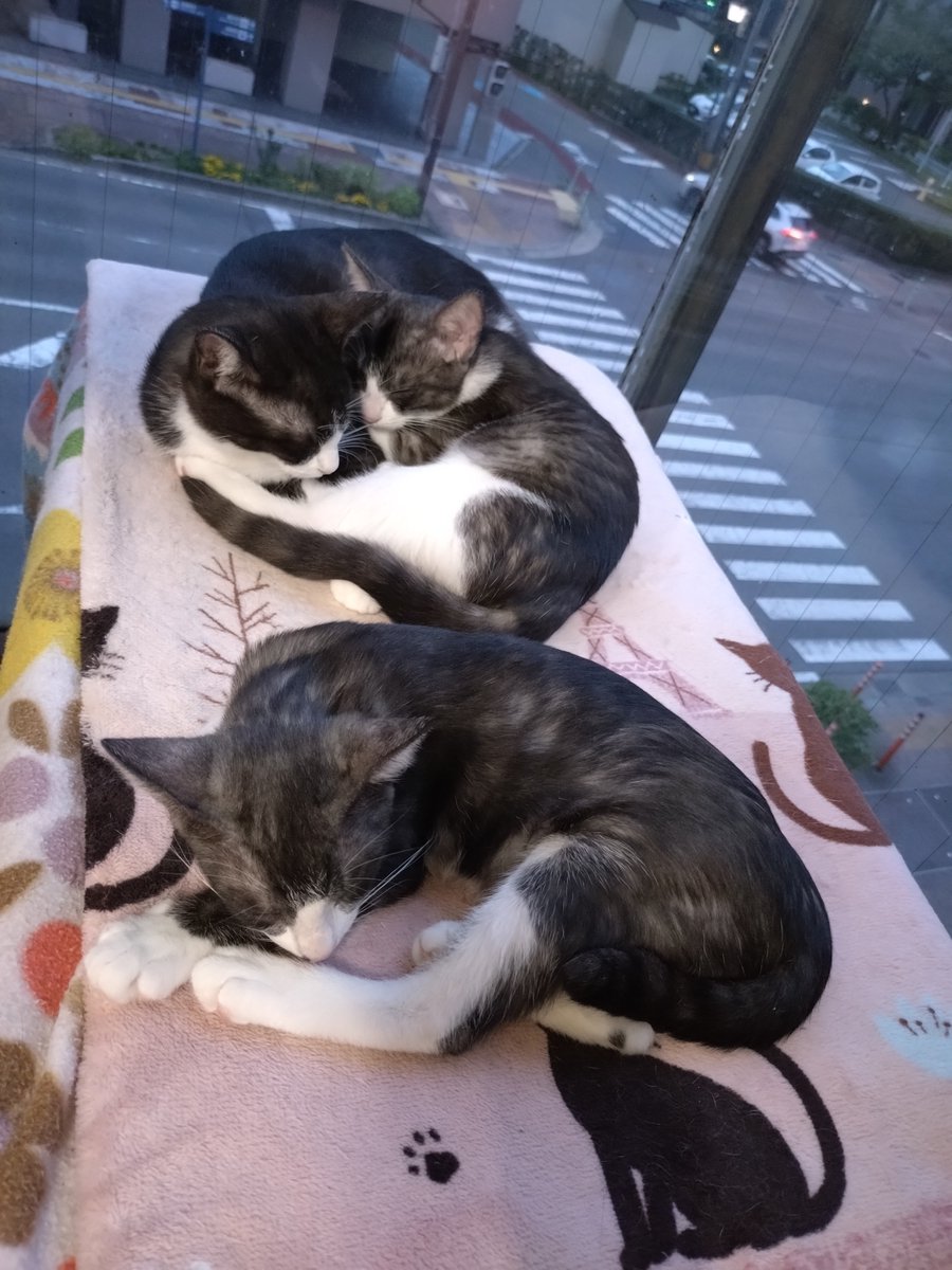 tane_39's tweet photo. 星空マンション
#信州猫日和 @shinsyuuneko 
#天 #ななほし #すばる #おとめ #こと https://t.co/Alq5KcSpq6