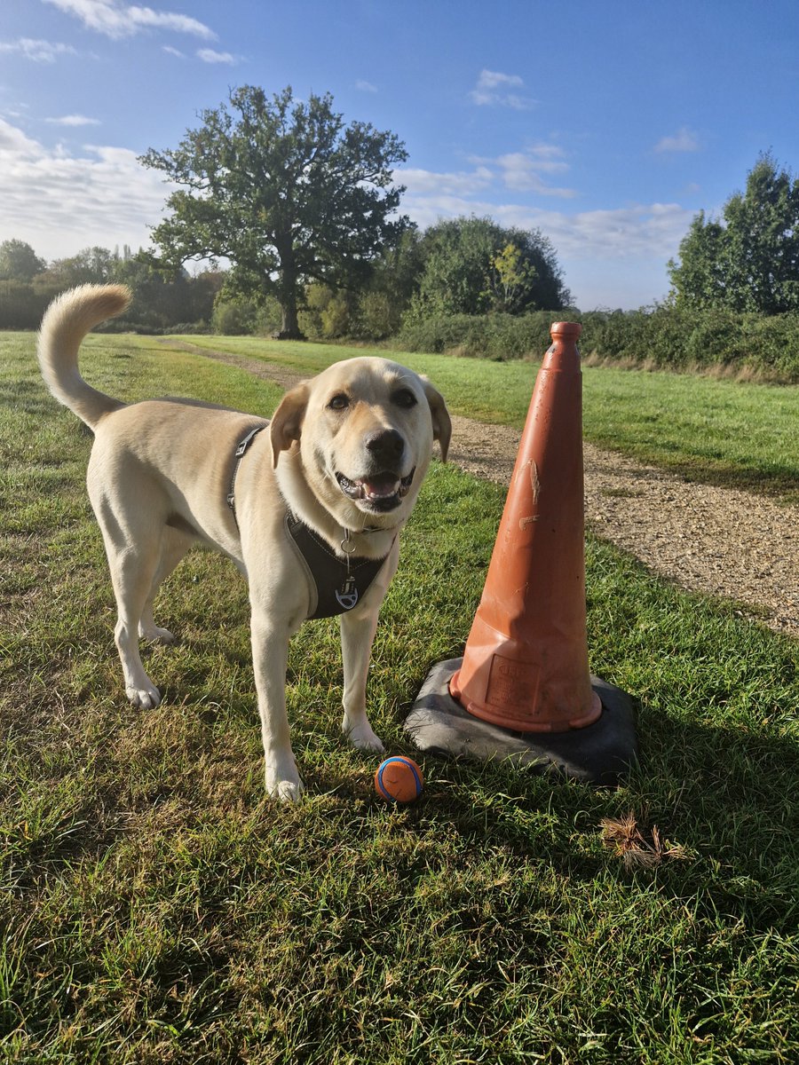 RichardLatto's tweet photo. Of course there's a traffic cone in the middle of the park on a sunny Sunday morning 🌄 https://t.co/cjOlgr2SPl