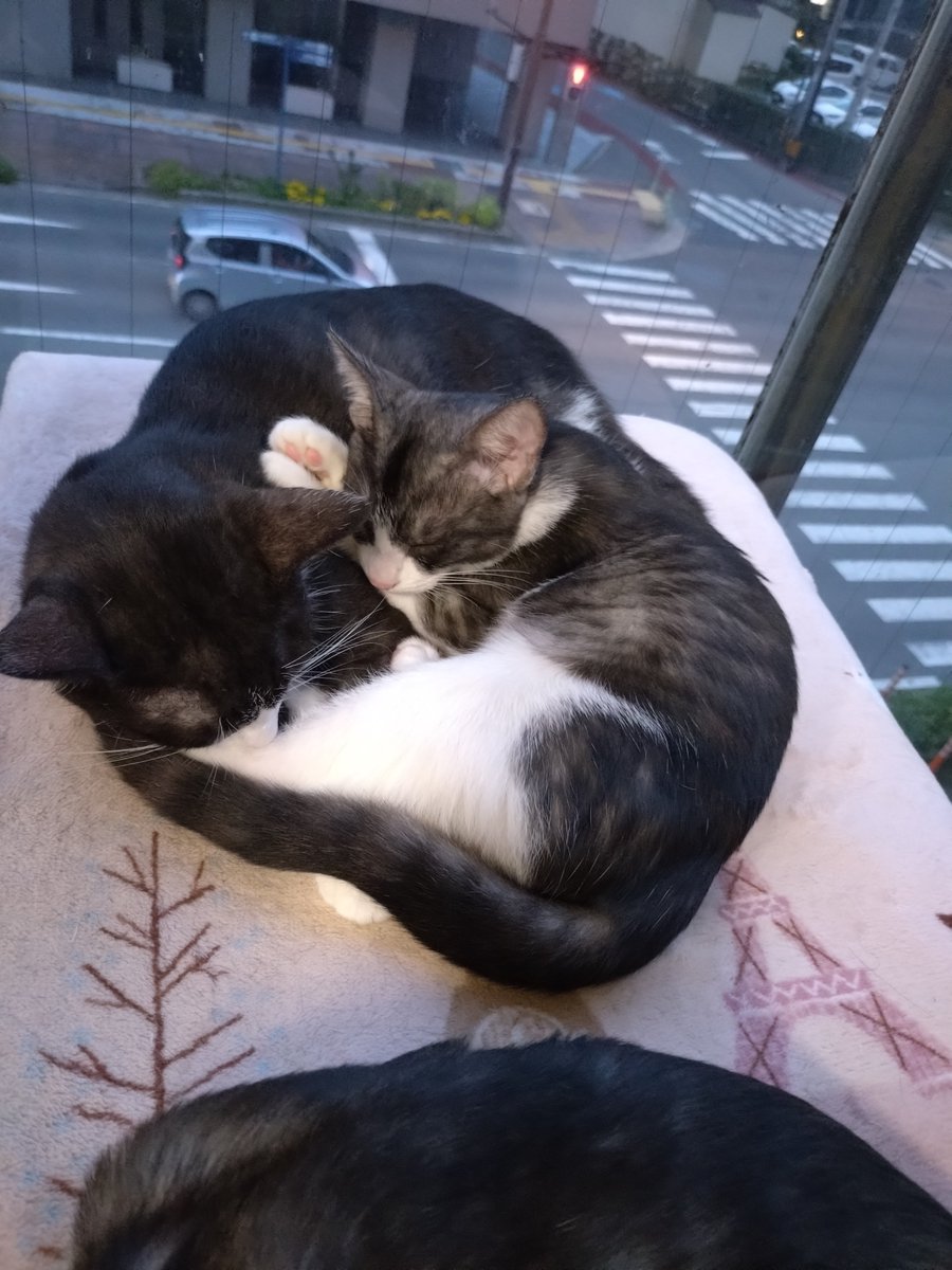 tane_39's tweet photo. 星空マンション
#信州猫日和 @shinsyuuneko 
#天 #ななほし #すばる #おとめ #こと https://t.co/Alq5KcSpq6
