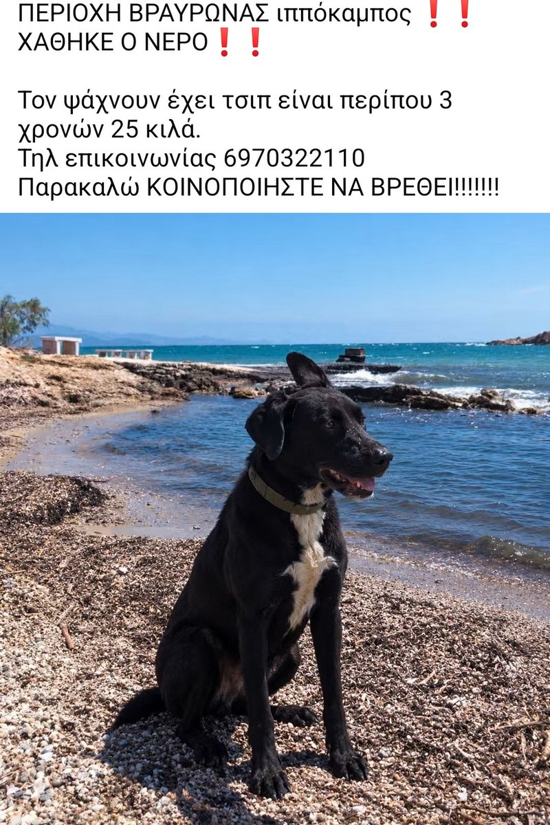KatKatPt's tweet photo. 🆘️🆘️🆘️
Χαθηκε ο Νερο στην περιοχή της Βραυρωνας στον Ιππόκαμπο
3 χρονών 25 κιλά με τσιπ
Για οποιαδήποτε πληροφορία καλέστε άμεσα στο τηλ 
Rt 🙏 🙏 🙏 https://t.co/hglnaHa49X