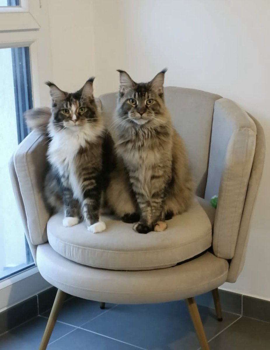 LigueDesAnimaux's tweet photo. Myrtille était une Maine Coon de 2 ans.

La nuque brisée.
Puis dépecée et empalée.

L’homme de 32 ans a reconnu l’avoir tuée.

Et son parcours est effarant.

Il aurait fait l’objet de trois OQTF : en 2023, 2024 et 2026.

Il avait été libéré d’un local de rétention administrative la veille de la mort de Myrtille.

Quelques jours plus tard, il était incarcéré dans une autre affaire de violences avec arme, après avoir notamment porté un coup de couteau à un homme.

Trois OQTF.
Des antécédents.
Des violences.
Et une victime de plus.

Alors, quel niveau de violence faudra-t-il encore franchir ?

Combien de délits, combien de passages à l’acte, combien de victimes faudra-t-il accumuler avant que cet individu soit enfin mis hors d’état de nuire ?

Où faut-il placer la limite ?

Cette fois, la victime était un animal.

Et sa vie ne vaut pas moins.

La Ligue des Animaux ne laissera pas Myrtille devenir une ligne de plus dans un dossier judiciaire.

Notre avocate est saisie de l’affaire et représentera la Ligue Des Animaux dans cette procédure.

Nous serons devant la justice, pour Myrtille.