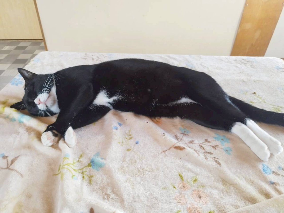 tochigisatooya's tweet photo. 【猫の #里親募集 】「猫の休憩所☆おにぎり」#栃木県 #宇都宮市 - 猫の里親募集(536964) https://t.co/1cgPZarmOu #猫 #cat #保護猫 #保護猫を家族に https://t.co/2lUtVDGRQq