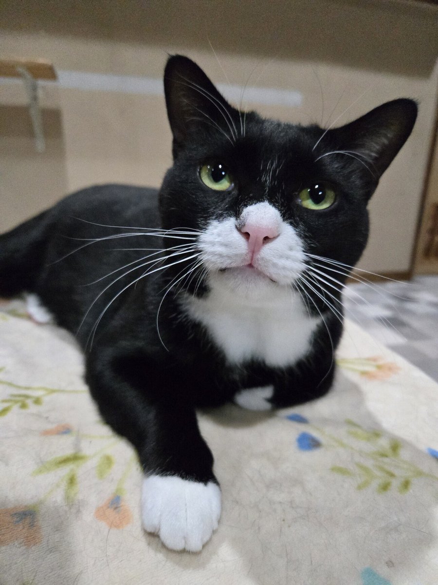 tochigisatooya's tweet photo. 【猫の #里親募集 】「猫の休憩所☆おにぎり」#栃木県 #宇都宮市 - 猫の里親募集(536964) https://t.co/1cgPZarmOu #猫 #cat #保護猫 #保護猫を家族に https://t.co/2lUtVDGRQq