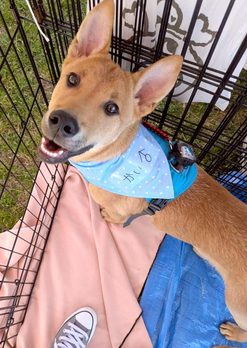 tochigisatooya's tweet photo. 【#里親募集】「人も犬も大好き！海（かい）君♂」#栃木県 #栃木市 - 犬の里親募集(536164) https://t.co/pcqv6FXD79 #保護犬 #保護犬を家族に #雑種犬 #中型犬 #中型雑種犬 #犬 https://t.co/11fcRed8e0