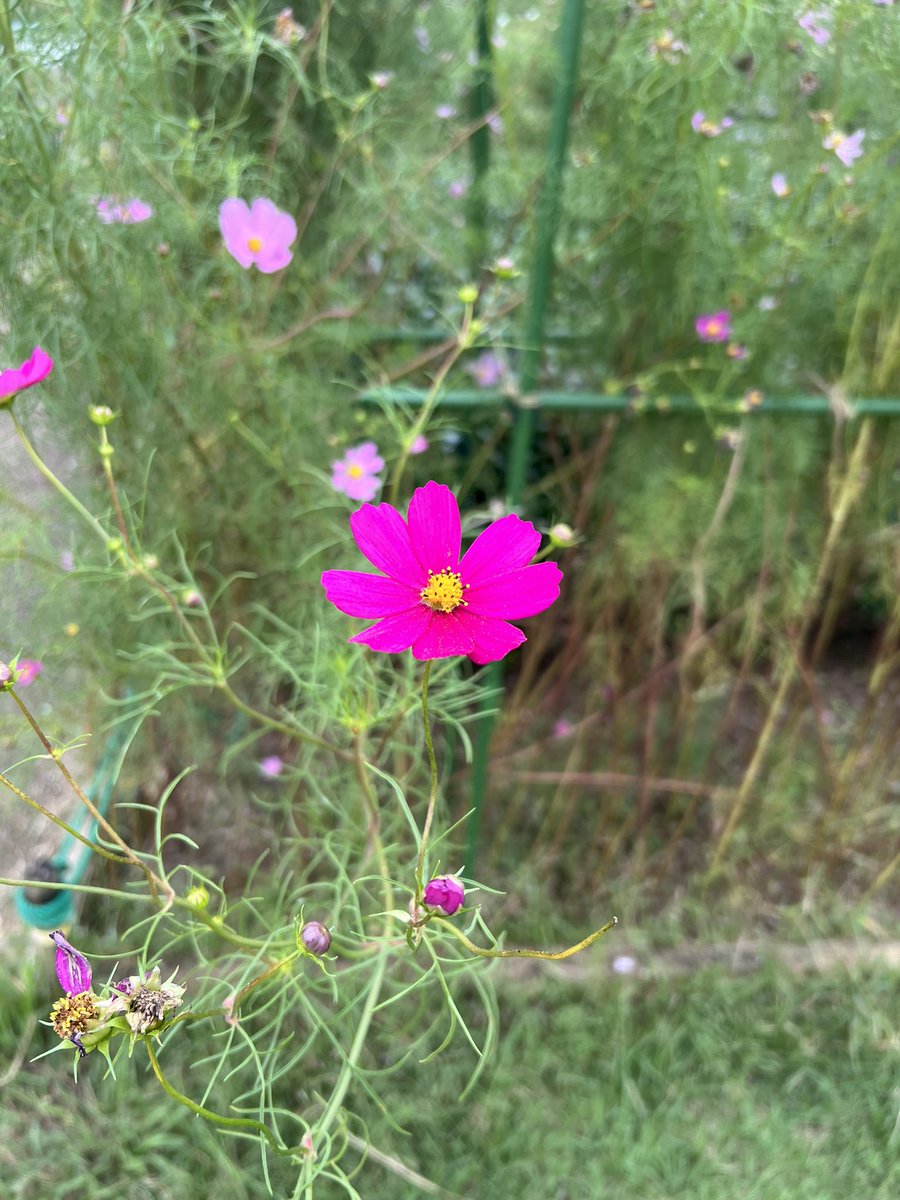 aykymd9's tweet photo. 今日はコスモス撮影でした🌸
2日連続撮影！笑
写真楽しみ～☺️🎶 https://t.co/bFisIeFHpA