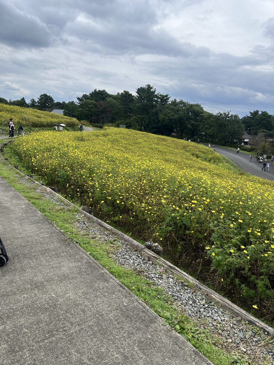 aykymd9's tweet photo. 今日はコスモス撮影でした🌸
2日連続撮影！笑
写真楽しみ～☺️🎶 https://t.co/bFisIeFHpA