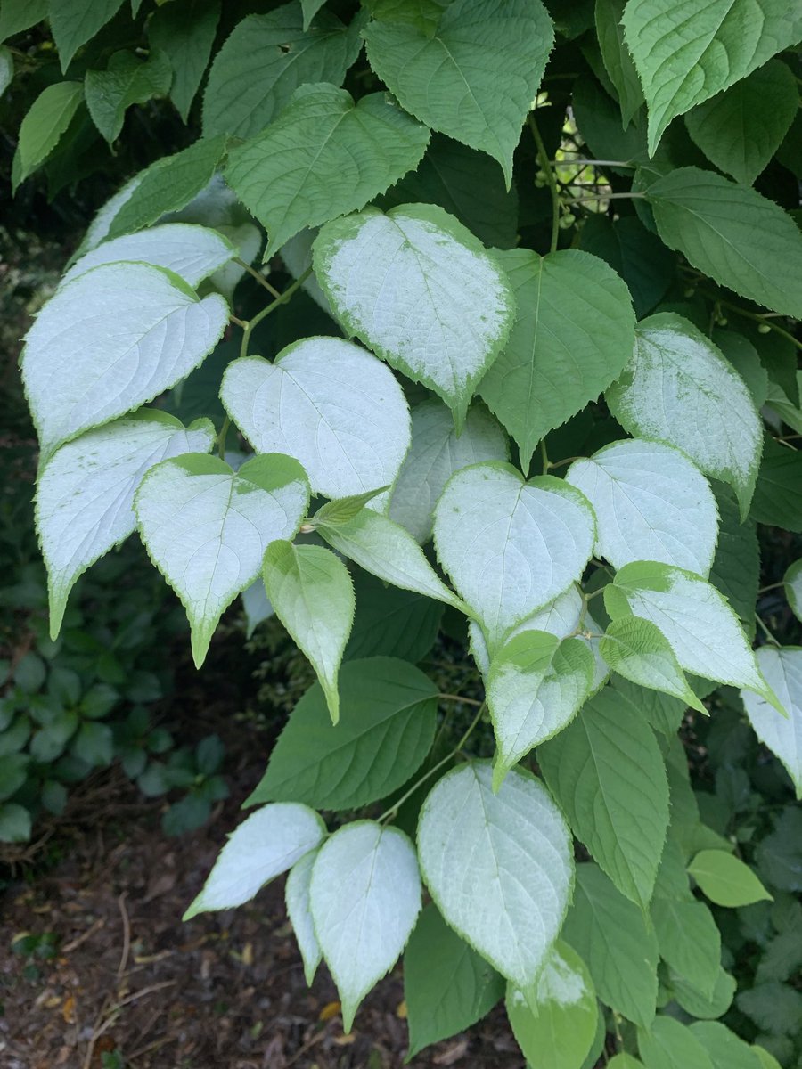 StephenGRyan's tweet photo. Actinidia polygama ‘Vera’s Pride’s is back in stock. First in best dressed with a happy cat! #asatours #abcradio #mtmacedon #dicksoniarareplants planttrust#thehorticulturalists


 https://t.co/UwAjEag2hy