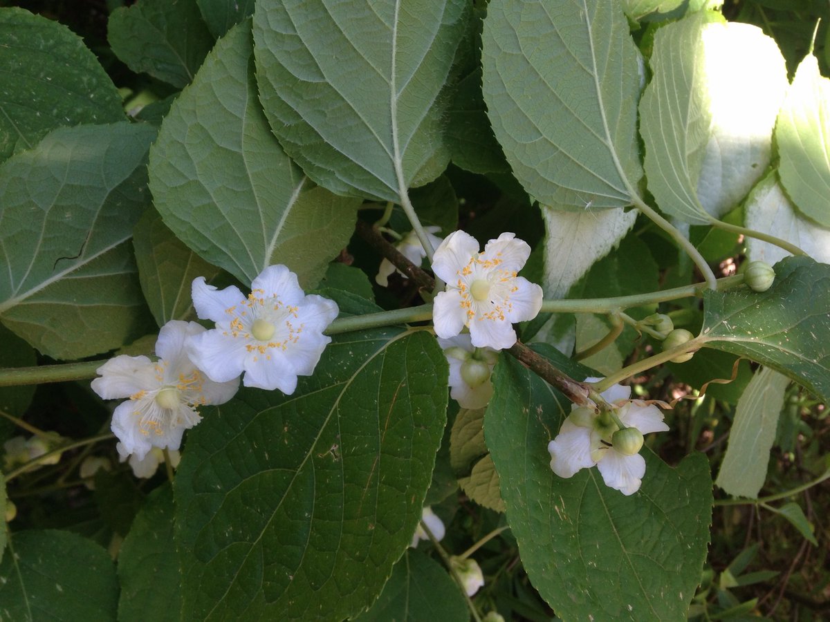 StephenGRyan's tweet photo. Actinidia polygama ‘Vera’s Pride’s is back in stock. First in best dressed with a happy cat! #asatours #abcradio #mtmacedon #dicksoniarareplants planttrust#thehorticulturalists


 https://t.co/UwAjEag2hy