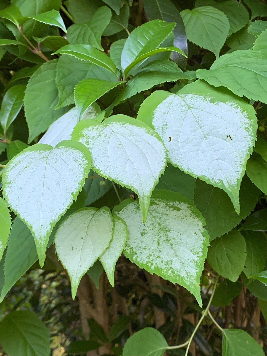 StephenGRyan's tweet photo. Actinidia polygama ‘Vera’s Pride’s is back in stock. First in best dressed with a happy cat! #asatours #abcradio #mtmacedon #dicksoniarareplants planttrust#thehorticulturalists


 https://t.co/UwAjEag2hy
